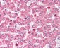 COMT Antibody (Internal)
